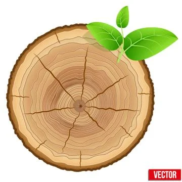 Sticker Tree trunk, cross section showing annual growth rings - PIXERS.US