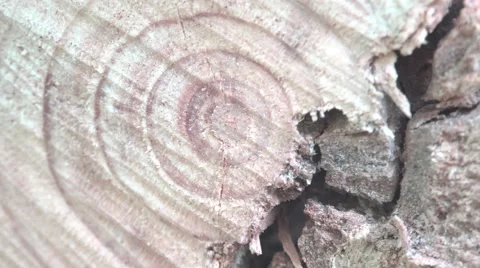 Annual tree growth rings on a cut with a saw Stock Footage
