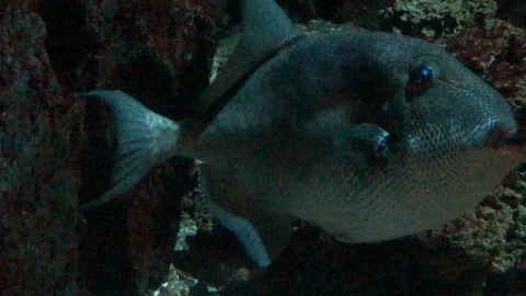 Annular Seabream Swimming Stock Footage 121727953