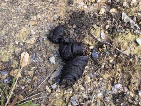 Anoa faeces in the forest Stock Photos