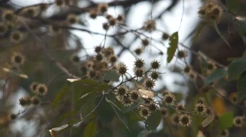 Anogeissus shoot shaking with wind Stock Footage 61463610
