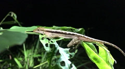 Anole in the Amazon Jungle Video stock 65704102