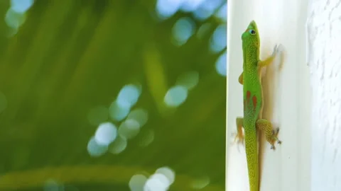 Anole climbs a white wall Stock Footage 137664201
