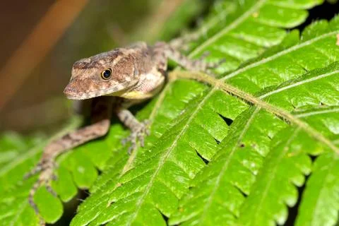 Anole Lizard, Anolis sp., Tropical Rainforest, Costa Rica Anole Lizard, An... Stock Photos