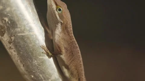 Anole Lizard Climbing Pole And Flashing Its Neck 库存影片 205400197