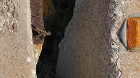 Anole Lizard on Concrete Block Stock Footage 114018344