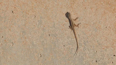 Anole Lizard on Concrete Block Stock Footage 114018431