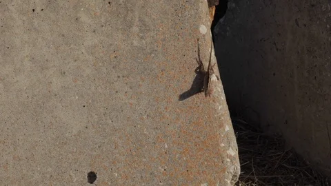 Anole Lizard on Concrete Block Stock Footage 114018442