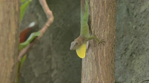 Anole Lizard flashing Dewlap in mating display, Resting on Tree Trunk, 4k Stock Footage 231349920