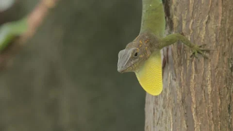 Anole Lizard flashing Dewlap in mating display, Resting on Tree Trunk, 4k Stock Footage 231349960