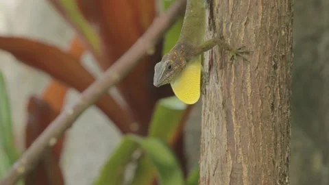 Anole Lizard flashing Dewlap in mating display, Resting on Tree Trunk, 4k Stock Footage 231349983
