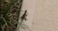 Anole Lizard HD Footage
