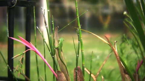 Anole lizard Stock Footage 2306041