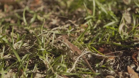 Anole Lizard In Grass Handheld 库存影片 205400126