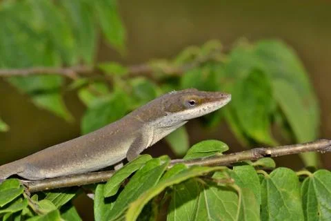 Anole lizard Foto stock