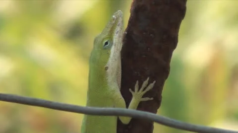 Anole Lizard On Rebar Stockbeeldmateriaal 26436374
