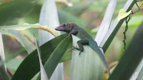 Anole Lizard Resting on Leaf and Moving Head, Close, 4k Stock Footage 231350022