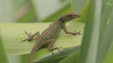 Anole Lizard Resting on Leaf &amp; Looking Around, Tropical Rainforest, Close, 4k Stock Footage 231350260