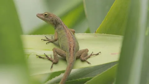 Anole Lizard Resting on Leaf &amp; Looking Around, Close, 4k Stock Footage 231382097
