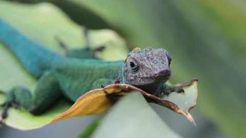 Anole Lizard Resting on Leaf &amp; Running away, Close, 4k Stock Footage 231349978