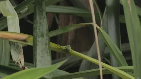 Anole Lizard Resting on Leaf &amp; Running away, Close, 4k Stock Footage 231350219