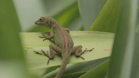 Anole Lizard Resting on Leaf &amp; Running away, Close, 4k Stock Footage 231350228