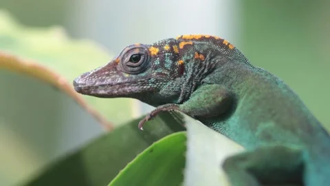 Anole Lizard runs from Leaf, Resting &amp; Moving Head, Close, 4k Stock Footage 231350151