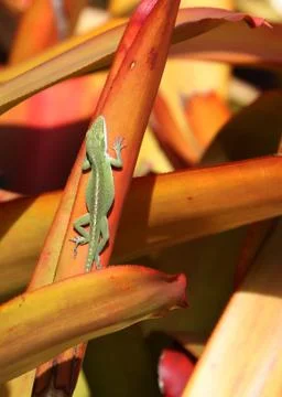 Anole Stock Photos