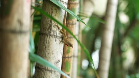 Anoles lizard clinging to a tree trunk in a tropical forest. Stock Footage 295746537