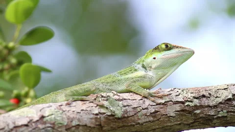 Anolis lizard Stock Footage 130918363