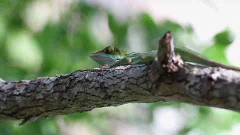 Anolis lizard laying on a branch Stock Footage 131109299