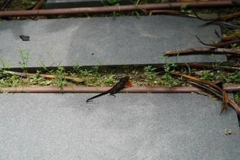 Anolis Lizard on Pathway Close Up Stock Photos