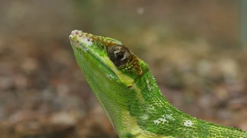 Anolis Lizard Reptile Face Closeup 스톡 동영상 80556379