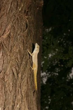Anolis Stock Photos