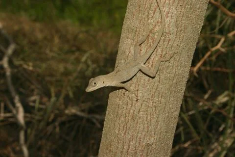 Anolis Stock Photos