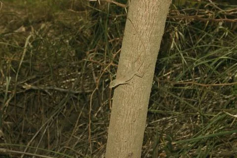 Anolis Stock Photos