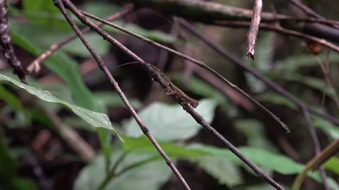 Anolis sit on thin stick and turn around and run away in lowland rainforest Stock Footage 113875290