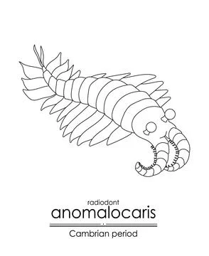 Anomalocaris Stock Illustration