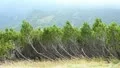 The anomalous pine-tree in the mountains HD Footage