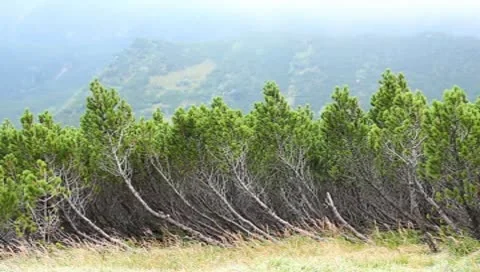The anomalous pine-tree in the mountains Vidéo 8992927