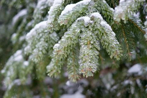 The anomalous spring Stock Photos