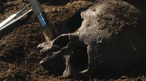 Anonymous archaeologist removing soil from human skull Stock Photos
