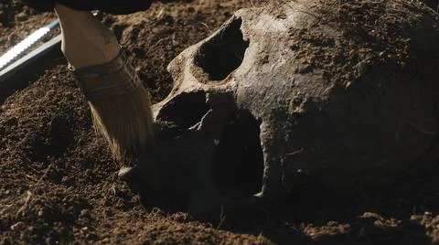 Anonymous archaeologist removing soil from human skull Stock Photos