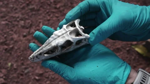Anonymous archaeologist working with dinosaur skull Stock Footage 251331943