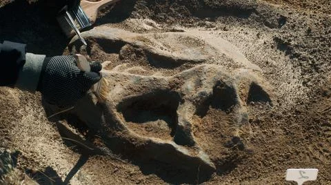Anonymous archaeologist working with dinosaur skull Stock Photos