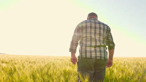 Anonymous farmer walking through wheat Stock Footage 201091441