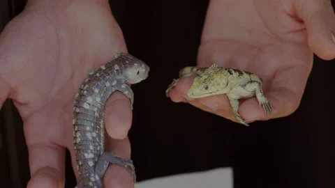 Anonymous hands showing pet lizards Stock Footage 151912859