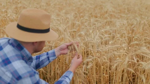Anonymous male farmer checking wheat spikelets in Stock Footage 250339558