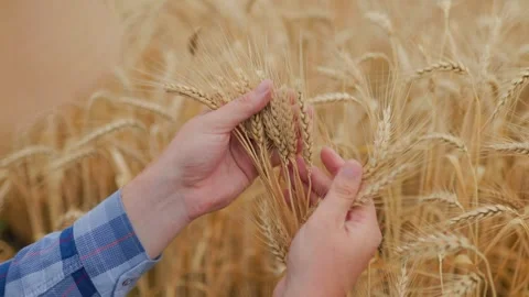 Anonymous male farmer checking wheat spikelets in Stock Footage 251895701