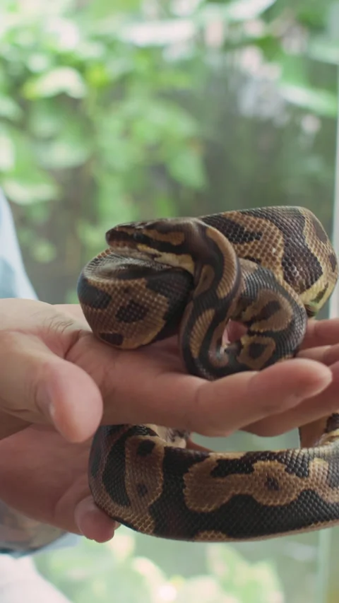 Anonymous Man Holding Ball Python Indoors Stock Footage 304536190